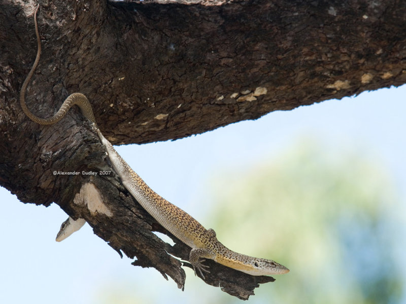 Varanus (Odatria scalaris)