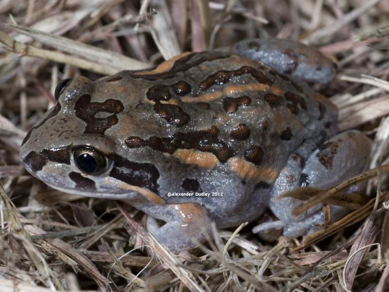 Salmon-striped Frog, Limnodynastes salmini