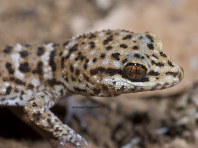 Prickly Gecko, Heteronotia binoei complex