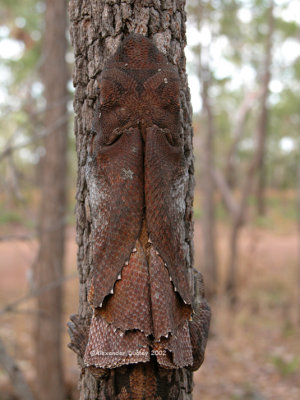 Frilled Lizard, Chlamydosaurus kingii