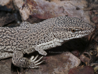 Varanus primordius