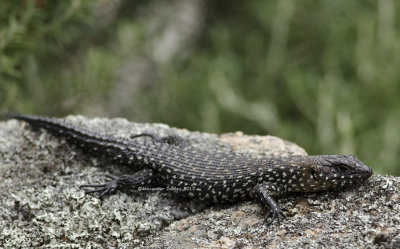 Egernia jossae 