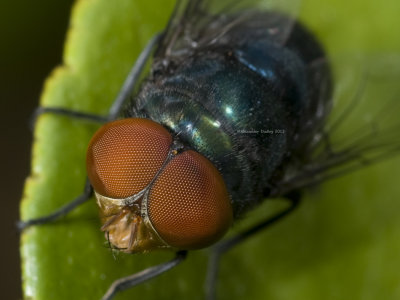 Red-eyed fly.