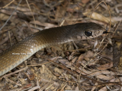 Tropidonophis mairii