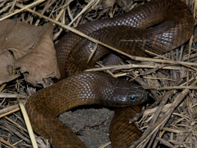 Spotted Blacksnake, Pseudechis guttatus