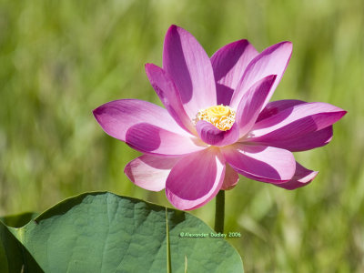 Red lotus lily