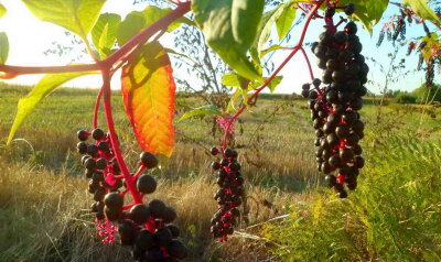 Fruits mrs du raisin d'Amrique