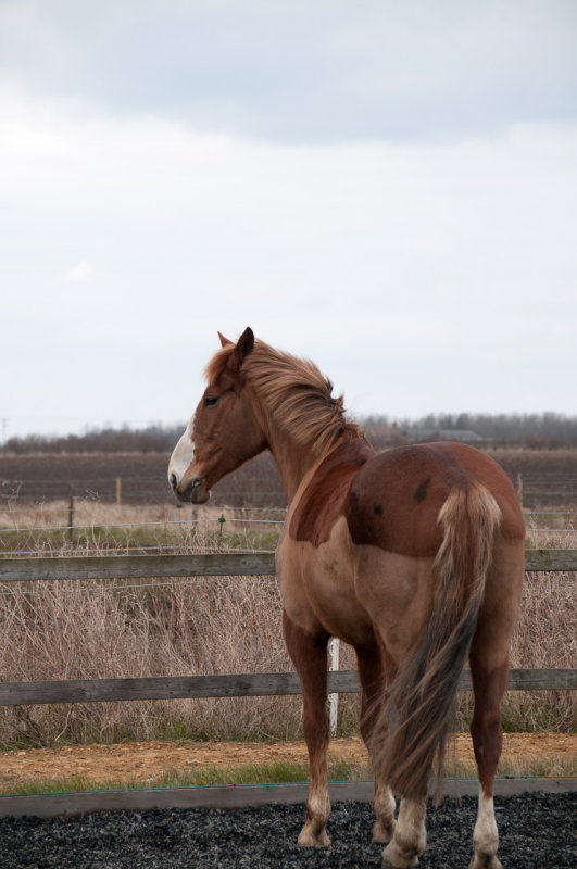 DSC_1306.jpg