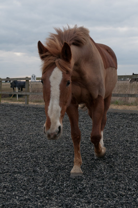 DSC_1524.jpg