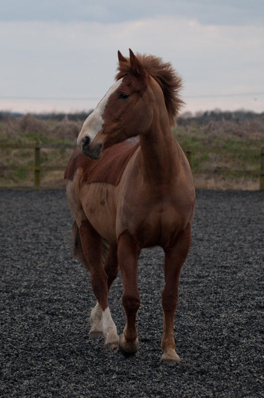 DSC_1586.jpg