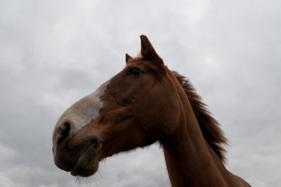 DSC_1526.jpg