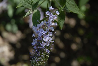 Purple Flower.jpg