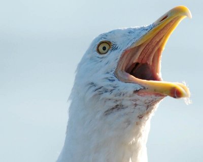 Shorebirds