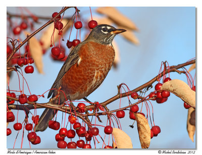 Merle d'AmériqueAmerican Robin