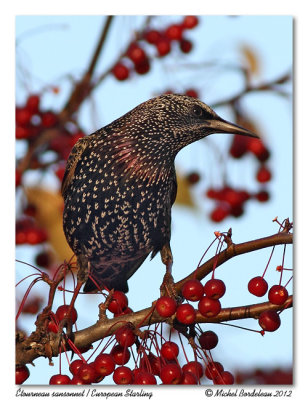 tourneau sansonnet  European Starling