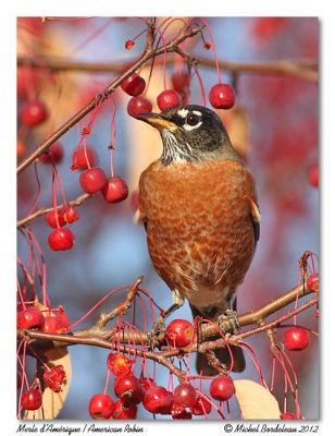 Merle d'Amrique / American Robin