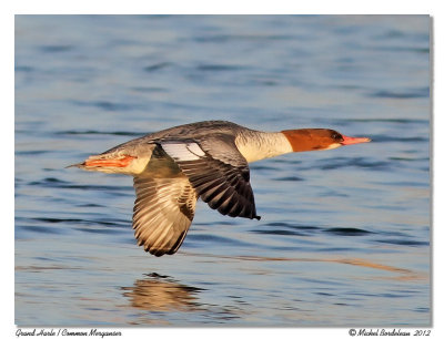 Grand Harle  Common Merganser