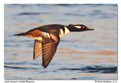 Harle couronnHooded Merganser