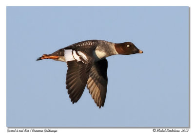 Garrot  oeil d'orCommon Goldeneye