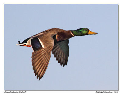 Canard colvertMallard