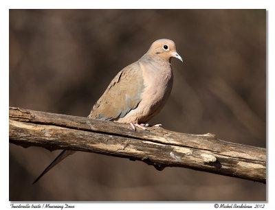 Tourterelle tristeMourning Dove