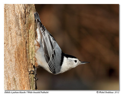 Sittelle  poitrine blancheWhite-breasted Nuthatch
