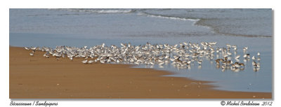 Bcasseaux<br>Sandpipers