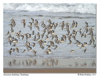 Bcasseaux sanderling  Sanderlings