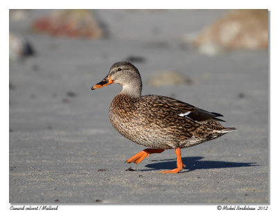 Canard colvertMallard