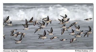 Bcasseaux sanderling  Sanderlings