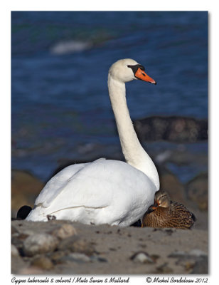 Cygne tubercul & ColvertMute Swan & Mallard