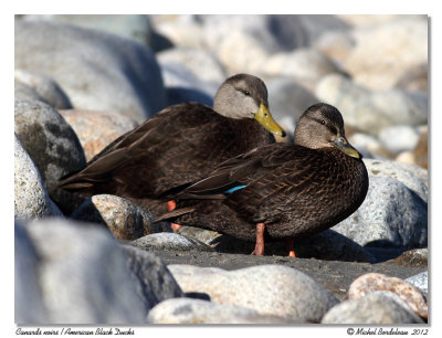 Canards noirs  American Black Ducks