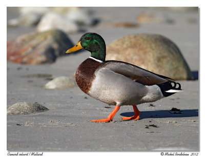 Canard colvert  Mallard