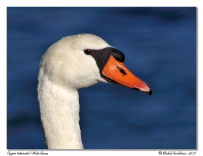 Cygne tuberculMute Swan