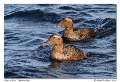 Eiders  duvet  Common eiders