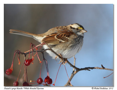Bruant  gorge blancheWhite-throated Sparrow