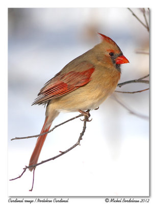 Cardinal rouge  Northern Cardinal