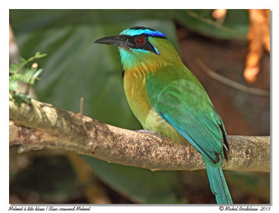 Motmot  tte bleueBlue-crowned Motmot