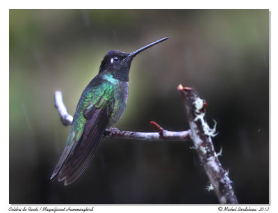 Colibri de Rivoli<br/>Magnificent Hummingbird