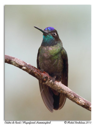 Colibri de RivoliMagnificent Hummingbird