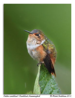 Colibri scintillantScintillant Hummingbird