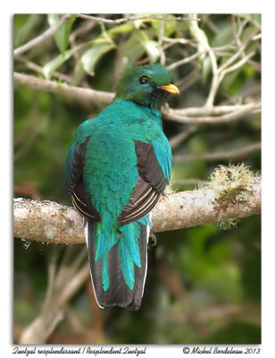 Quetzal resplendissant<br/>Resplendent Quetzal