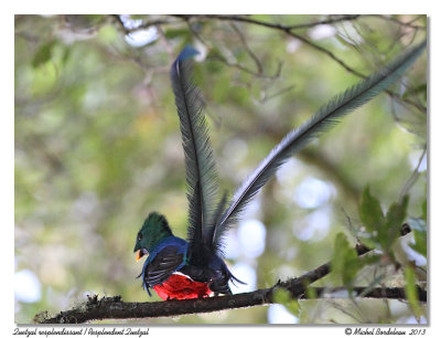 Quetzal resplendissantResplendent Quetzal