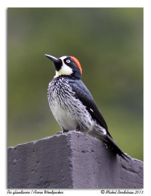 Pic glandivoreAcorn Woodpecker