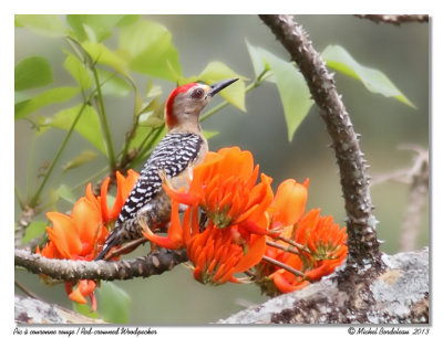 Pic  couronne rouge<br/>Red-crowned Woodpecker