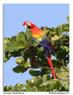 Ara rougeScarlet Macaw