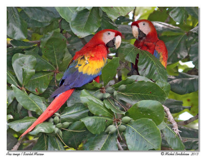 Ara rougeScarlet Macaw
