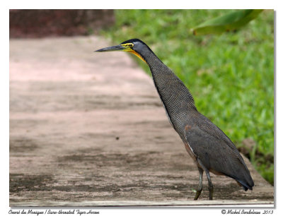 Onor du MexiqueBare throated Tiger Heron