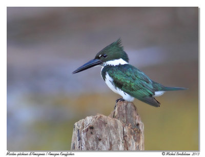 Martin pcheur d'AmazonieAmazon Kingfisher