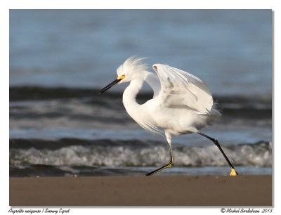 Aigrette neigeuseSnowy Egret